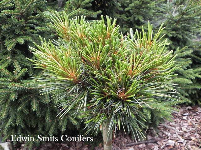 Pinus koraiensis 'Ksenia' (Xenia)